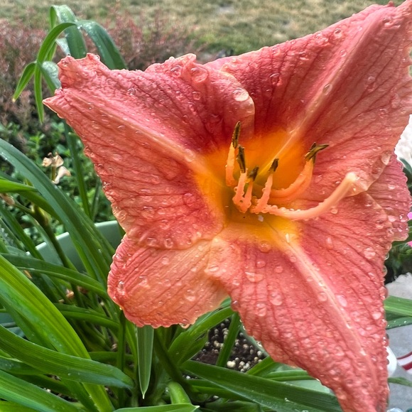 🌸 🌺 - Picture 9 of 16